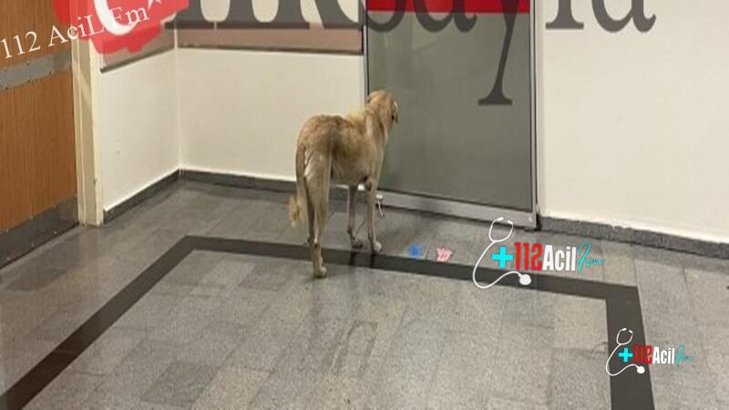 Devlet Hastanesi Çocuk Acil Servisi’nde sokak köpeği tepki çekti